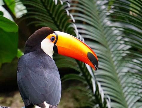 Climas vegetación y fauna Conjunto de Fichas