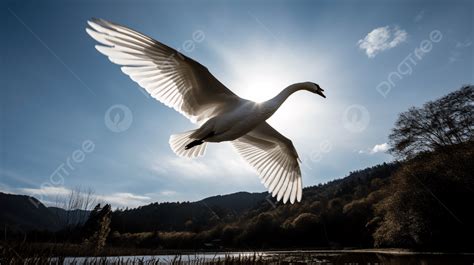 Flying White Swan Background Images, HD Pictures and Wallpaper For Free ...