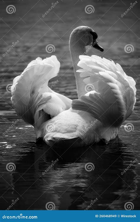 Cisne Mudo Jugando Con Sus Plumas En El Agua Imagen De Archivo Imagen