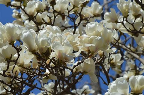 Magnolie Blumen Weiß Kostenloses Foto auf Pixabay Pixabay