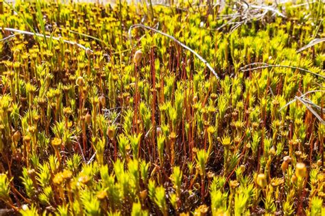 9 Types of Moss for a Colorful, Textural Garden