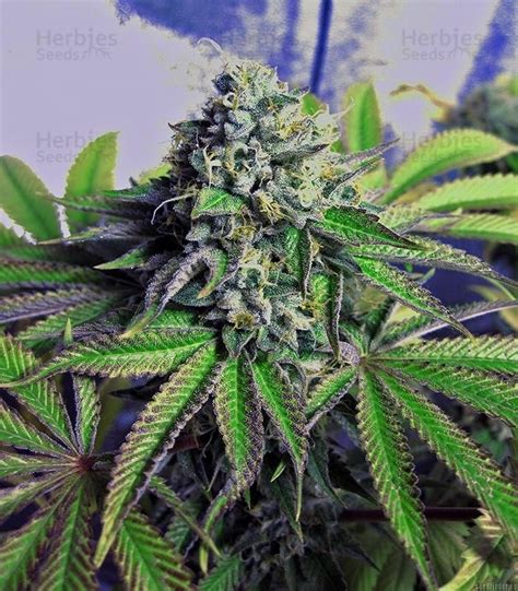 Buy Cataract Kush feminized seeds by DNA Genetics - Herbies