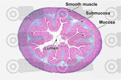 Rana Sp Frog Stomach Transverse Section 7x Rana Sp Frog