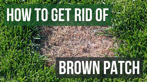 How To Treat Brown Spots In Lawn How To Bring Your Lawn Back To Life In 5 Simple Steps Brown