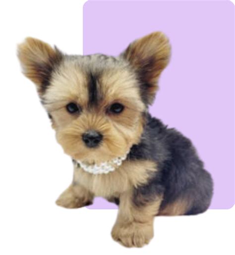 Yorkie Puppies For Sale Maxies Babies