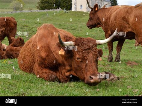 Vaches Salers Banque De Photographies Et Dimages à Haute Résolution