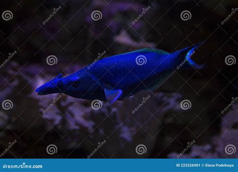 Green Birdmouth Wrasse Or Indian Birdmouth Wrasse Gomphosus Caeruleus