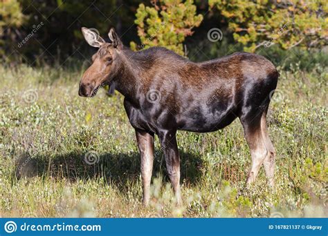 Shiras Moose In The Rocky Mountains Of Colorado Stock Image Image Of