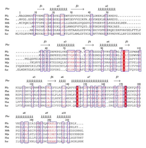 Sequence Alignment Of Rpp30 Homologs From Four Archaea Pyrococcus