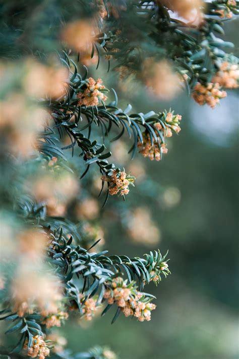 tree shrub plant  photo  pixabay