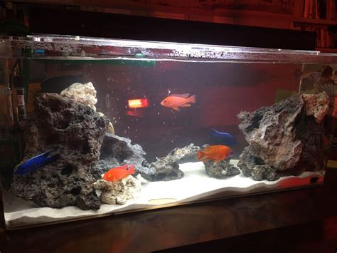 36 X 18 X 12 Acrylic African Cichlid Tank Amazing Animals