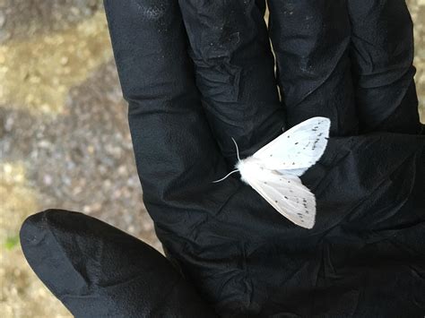 Looking super regal. The prince of moths | Scrolller