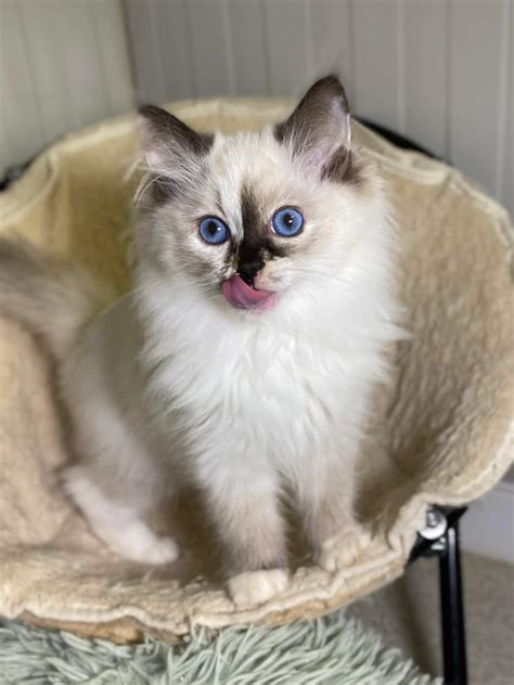 Chaton Ragdoll Twyla Femelle Disponible En Occitanie Garonne