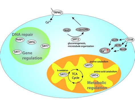 Examples Of Cellular Signalling Processes Requiring Nad P