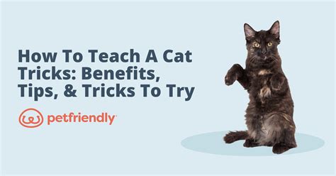 How To Teach A Cat Tricks Benefits Tips 5 Tricks To Try