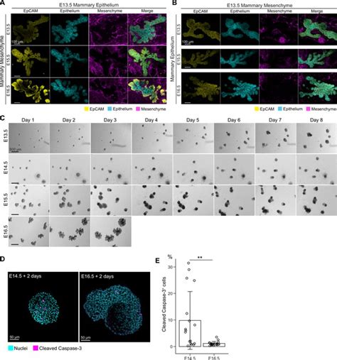 Figures And Data In Mesenchyme Instructs Growth While Epithelium