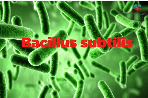 Bacillus Subtilis L G C T C D Ng G Amoma Nh T B N Men Ti U H A