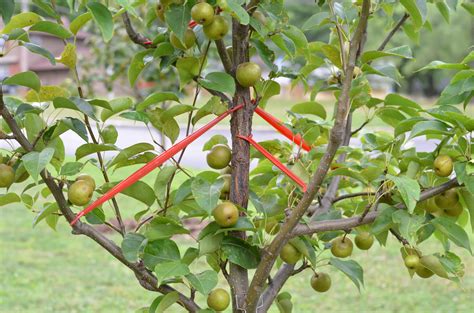 Fruit Tree Maintenance at Andre Mccann blog