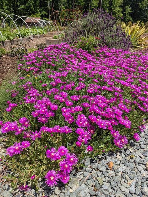 23 Best Lavender Flowers | List of Lavender-Purple Color Flowers