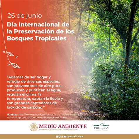 D A Internacional De La Preservaci N De Los Bosques Tropicales