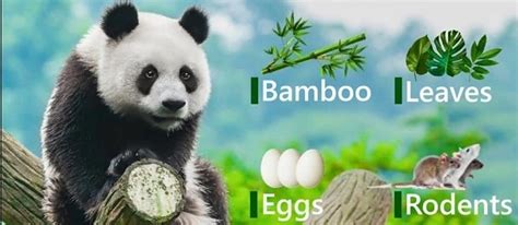 What Do Pandas Eat? Fun Eating Facts About Chinese Pandas