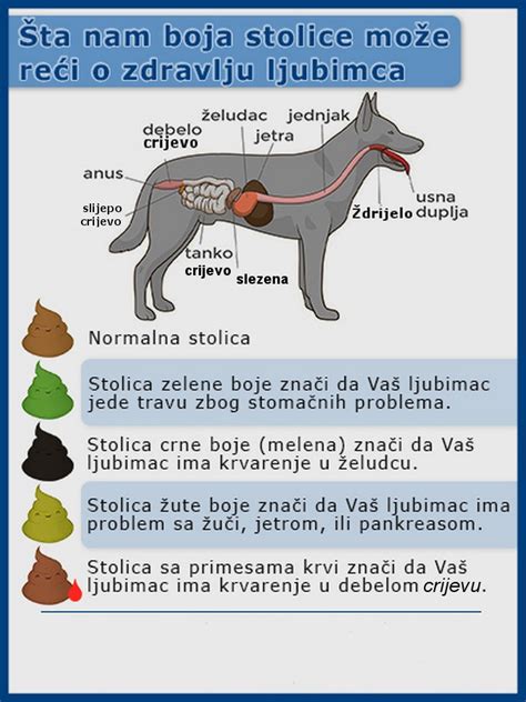 Dijareja Kod Pasa Savjeti I Liječenje Moja Farma