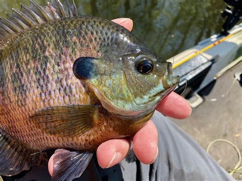 How To Consistently Catch Big Bluegills And Other Panfish — Panfish On