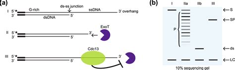 Schematic Illustration Of The Dna End Protection Assay Depa On The 3′ Download Scientific