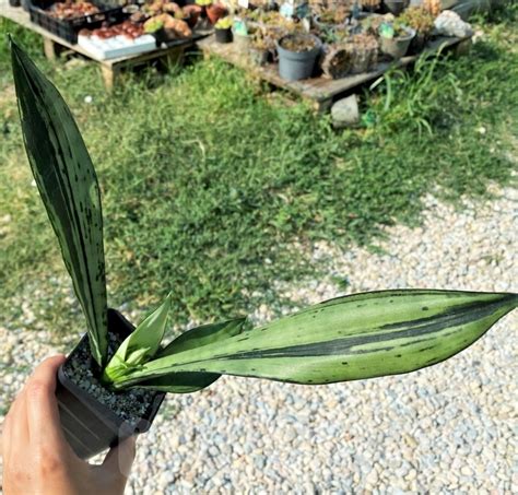 SHPR12512 Sansevieria Brazilian Moonshine Кактус онлайн