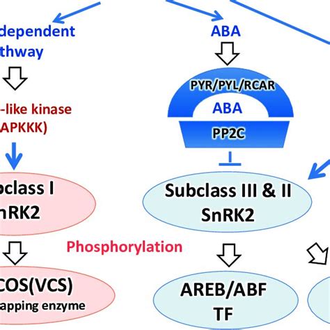 Cellular Phosphorylation Signaling In Aba Dependent And Aba Independent