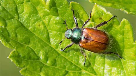 June Bug Facts Life Cycle Control Aptive Environmental