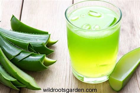 Aloe Vera Juice for Psoriasis: Natural Relief for Skin Conditions ...