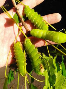 Polyphemus Silk Moth EGGS -- LIVE Moth eggs – Sagebrush Butterflies