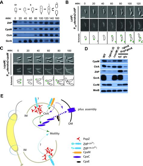 Figures and data in Functional dichotomy and distinct nanoscale assemblies of a cell cycle ...