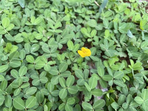 Arachis Repens Handro