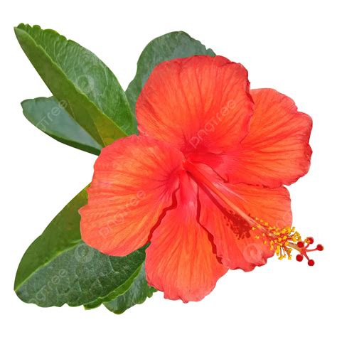 Fresh Watercolor Hibiscus Flower Hibiscus Flower Jobaful Flowers Png