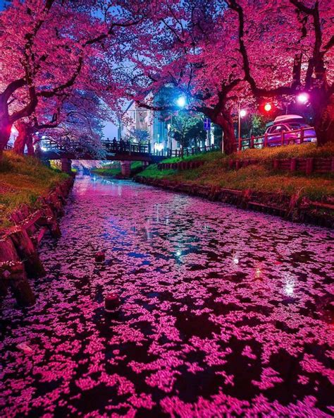 Cherry Blossoms in Japan (credit: Tadahisa Hagiwara) : r/interestingasfuck