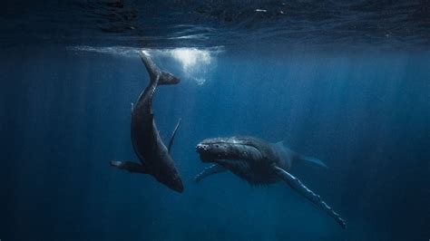 Humpback whales: Facts about the singers of the sea | Live Science