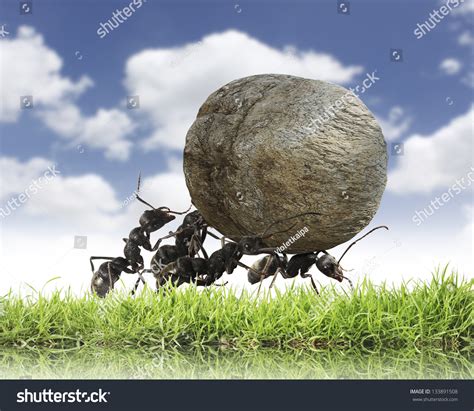 Teamwork Team Of Ants Rolls Stone Uphill Stock Photo