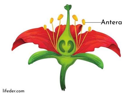 Antera qué es características partes anatomía funciones