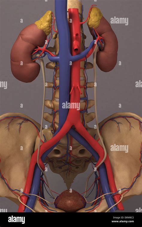 Front View Of The Renal System And It S Blood Supply The Vertebral