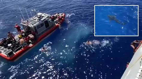 Us Coast Guard Shoots At A Shark As It Approaches Swimmers Youtube