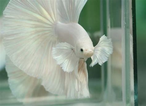 Elephant Ear Betta Care Guide Diet Diseases Tank Set Up And More