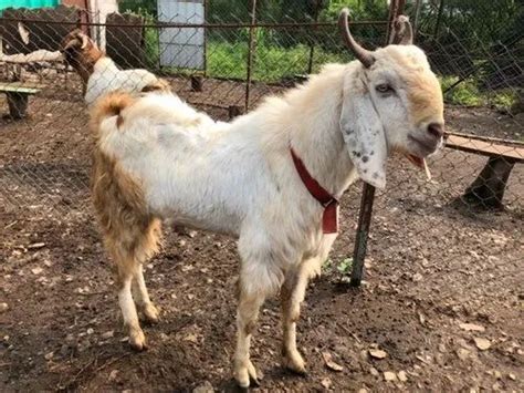 Monts White Sojat Male Goat At Rs Kg In Satara Id