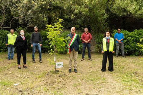 Piantati Gli Ultimi Due Alberi Termina Il Progetto Del Lions Club Riva