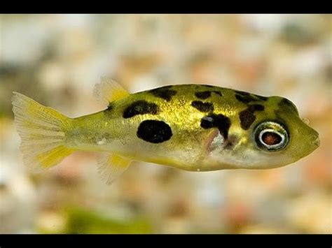 Dwarf Puffer Pea Puffer In Community Tank Youtube