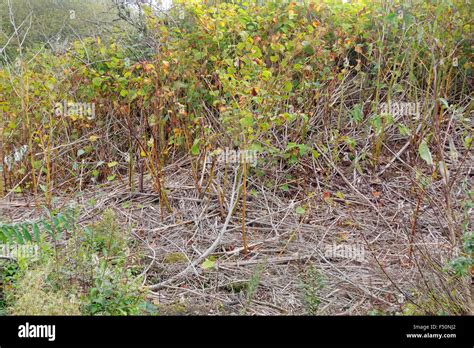 Japanese Knotweed That Has Been Treated To Eradicate This Invasive