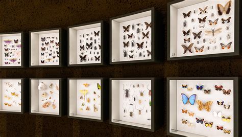 Discover Montréals Astonishing Nature At The Insectarium — Enjoy