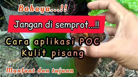 Cara Aplikasi Poc Kulit Pisang Pupuk Organik Cair Dari Kulit Pisang