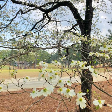 Dwarf Dogwood Tree - Garden Center Point